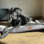 Black Dog on Bedsure bed