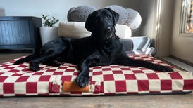 Black dog on checkered dog bed. Multiple dog beds behind him.