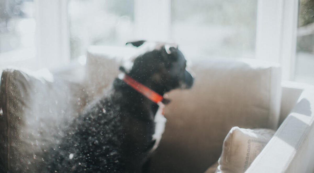 dog sitting on couch