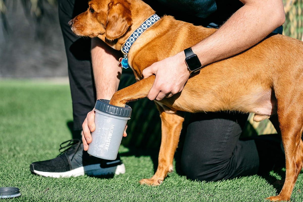 dog's paw being cleaned by mud buster device