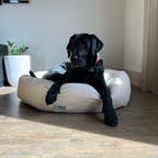 Black dog on Nest Bedding bed