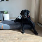 Black dog on Orvis Dog Bed
